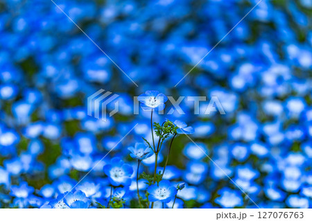 青いネモフィラの群生 127076763