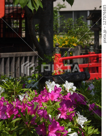 六孫王神社 ツツジ 六孫王神社 ツツジ 127076885
