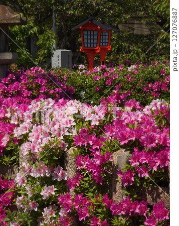 六孫王神社　ツツジ 127076887