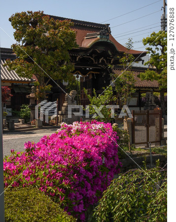 六孫王神社 ツツジ 六孫王神社 ツツジ 127076888