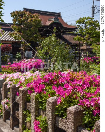 六孫王神社　ツツジ 127076890