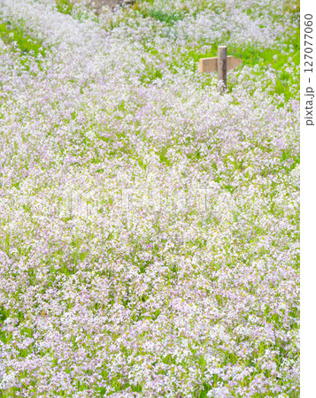ふんわりとした色合いのハマダイコンの花畑 ふんわりとした色合いのハマダイコンの花畑 127077060
