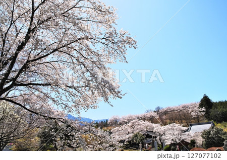サクラ満開　寺院 127077102