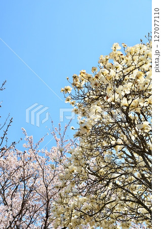 サクラ満開　寺院 127077110