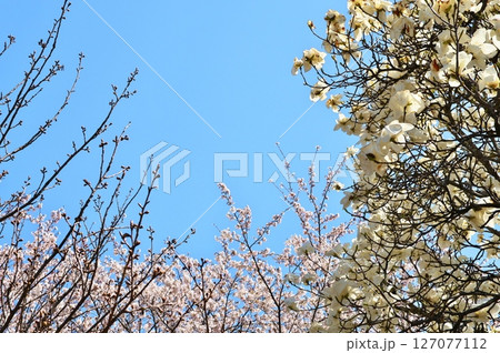 サクラ満開　寺院 127077112