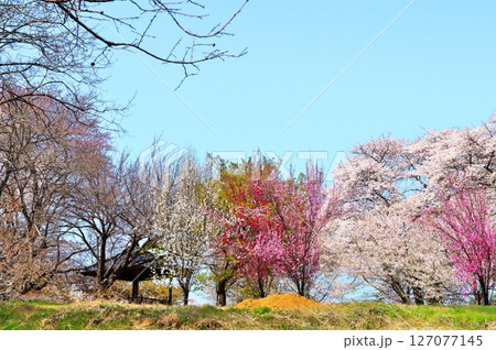 サクラ満開　寺院 127077145