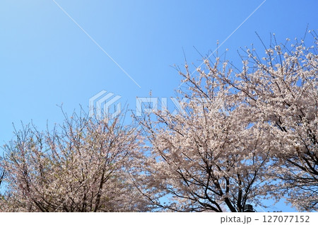 サクラ満開　寺院 127077152