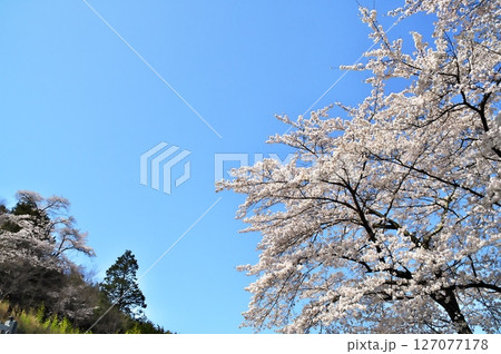 サクラ満開　寺院 127077178