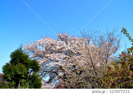 サクラ満開　寺院 127077231