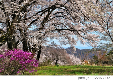 サクラ満開　寺院 127077232