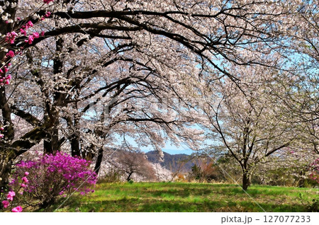 サクラ満開　寺院 127077233