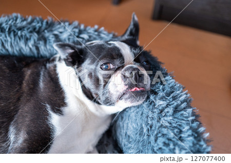 クッションでくつろぐボストンテリア 127077400