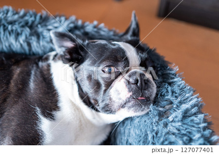 クッションでくつろぐボストンテリア 127077401