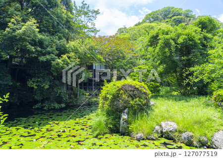 石清水八幡宮　一ノ鳥居近くの放生池 127077519