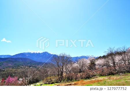 サクラ満開　地蔵岳 127077752