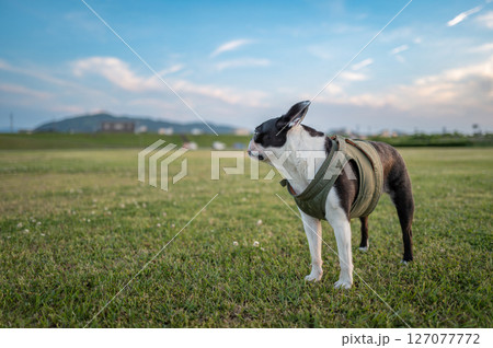 ボストン・テリア 127077772