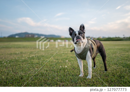 ボストン・テリア ボストン・テリア 127077773