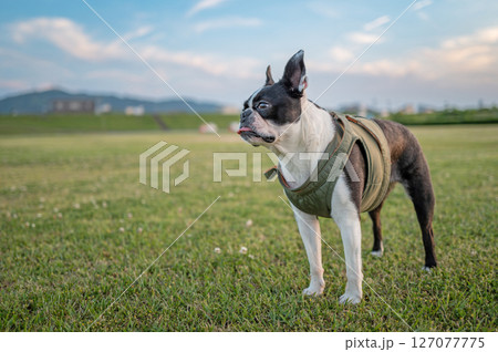 ボストン・テリア 127077775