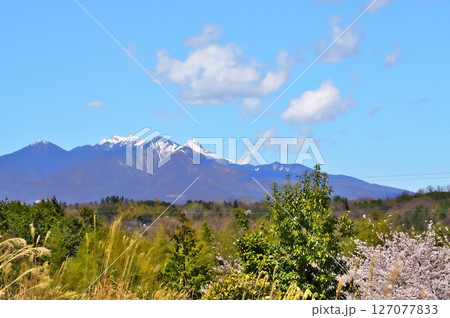 サクラ満開　寺院 127077833