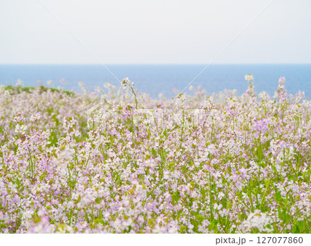 一面に咲くハマダイコンの花（5） 127077860