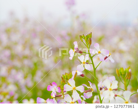 一面に咲くハマダイコンの花(4) 一面に咲くハマダイコンの花(4) 127077861