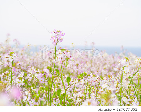 一面に咲くハマダイコンの花(3) 一面に咲くハマダイコンの花(3) 127077862