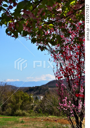 サクラ満開　寺院 127077917