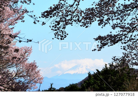 サクラ満開　寺院 127077918