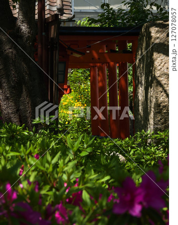 六孫王神社 山吹と睦称稲荷神社 六孫王神社 山吹と睦称稲荷神社 127078057