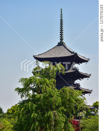 東寺 不二桜と五重塔 東寺 不二桜と五重塔 127078185