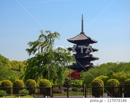 東寺　不二桜と五重塔 127078186
