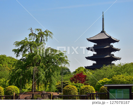 東寺 不二桜と五重塔 東寺 不二桜と五重塔 127078187