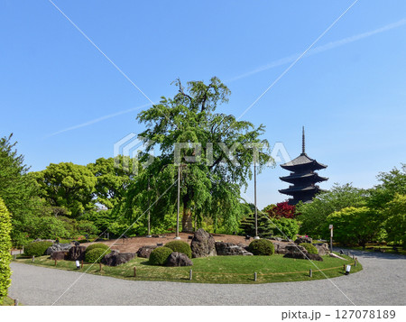 東寺 不二桜と五重塔 東寺 不二桜と五重塔 127078189