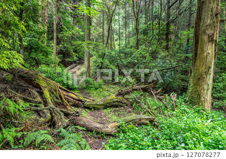 琵琶湖疏水　小関越え山林風景　滋賀県大津市 127078277