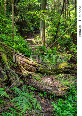 琵琶湖疏水　小関越え山林風景　滋賀県大津市 127078281