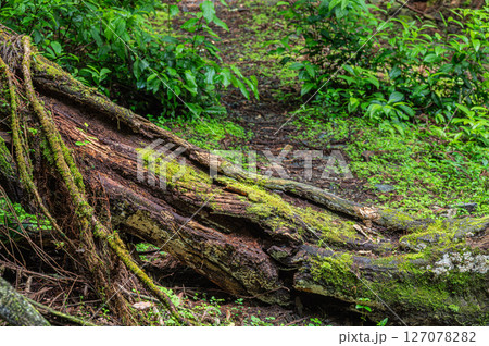 琵琶湖疏水　小関越え山林風景　滋賀県大津市 127078282