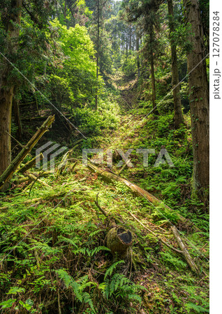 琵琶湖疏水　小関越え山林風景　滋賀県大津市 127078284
