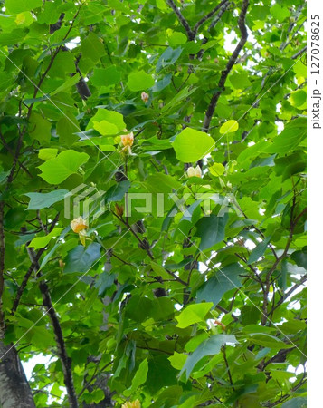 初夏の埼玉、和光樹林公園ユリノキの花 初夏の埼玉、和光樹林公園ユリノキの花 127078625