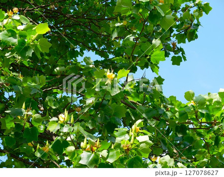 初夏の埼玉、和光樹林公園ユリノキの花 初夏の埼玉、和光樹林公園ユリノキの花 127078627