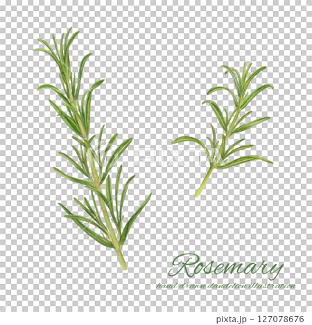 Fresh rosemary painted in watercolor Fresh rosemary painted in watercolor 127078676