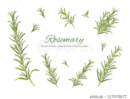 ローズマリーの水彩イラストのカットイラスト素材セット ローズマリーの水彩イラストのカットイラスト素材セット 127078677