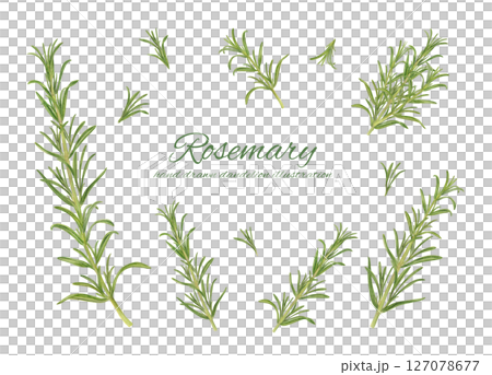Rosemary watercolor illustration cartoon set Rosemary watercolor illustration cartoon set 127078677