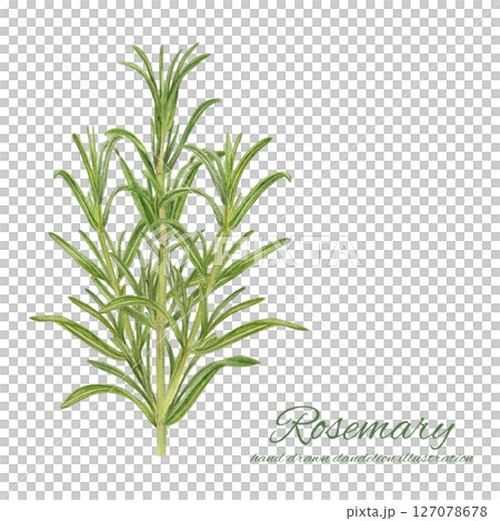 Watercolor illustration of fresh rosemary leaves and branches 127078678