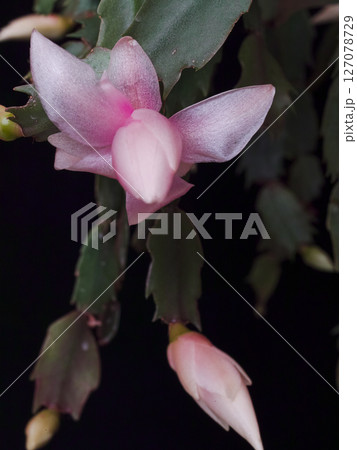 シャコバサボテンの花 シャコバサボテンの花 127078729