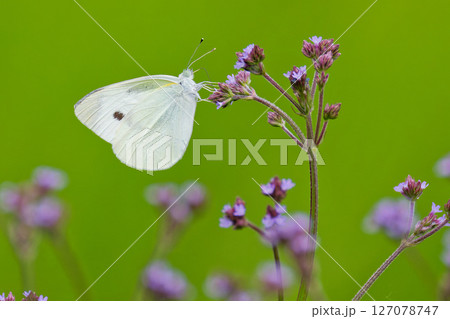 紫の花に留まるモンシロチョウ 127078747