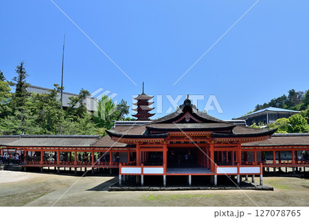 厳島神社　本社殿 127078765
