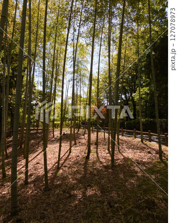 びわこ文化公園 竹林(夕照の庭) びわこ文化公園 竹林(夕照の庭) 127078973