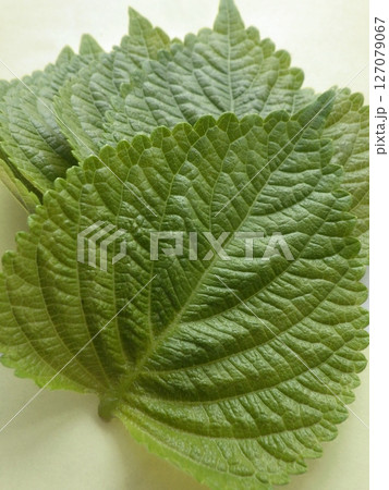 エゴマの葉 エゴマの葉 127079067