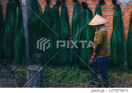 Vietnamese woman in a traditional straw hat works on the background of drying dyed green reeds in the production of woven mats in Vietnam 127079071