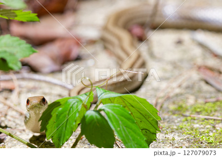 こちらを見るシマヘビ こちらを見るシマヘビ 127079073